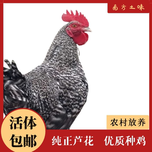 正宗纯种芦花鸡种鸡3斤多公鸡活鸡黑芦花散养鸡成年活鸡青年公鸡