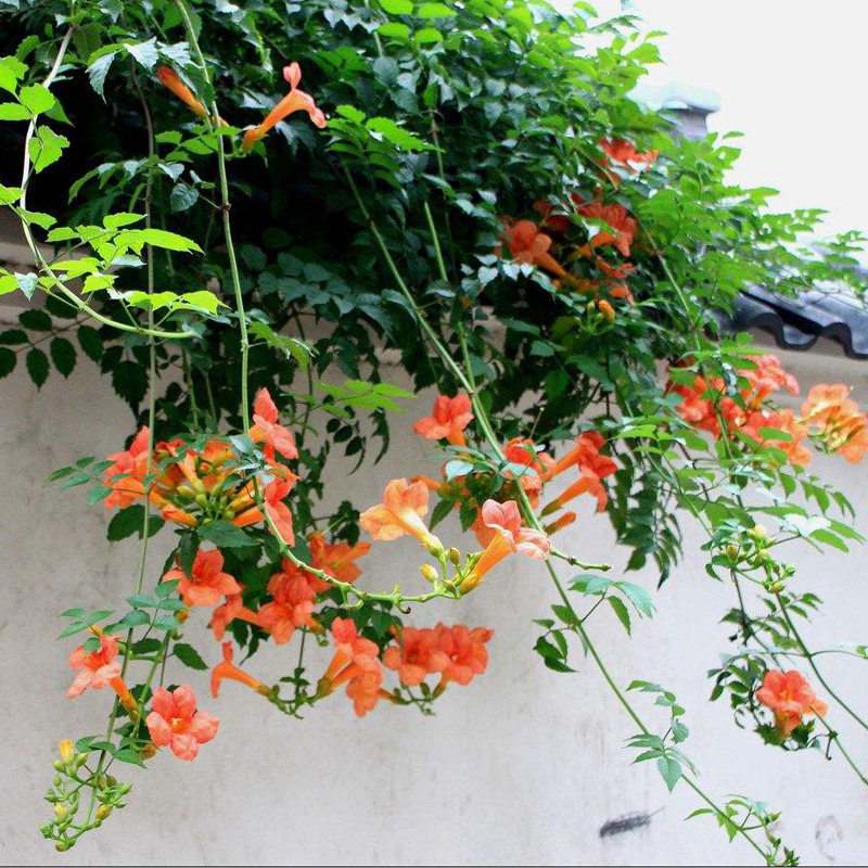 美国凌霄大花苗炮仗花爬藤植物庭院绿化楼顶多花攀援花卉植物耐寒