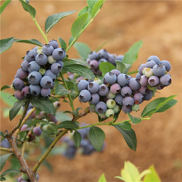 兔眼蓝莓苗北方南方种植果树苗盆栽地栽苗蓝梅苗带原土发货包邮