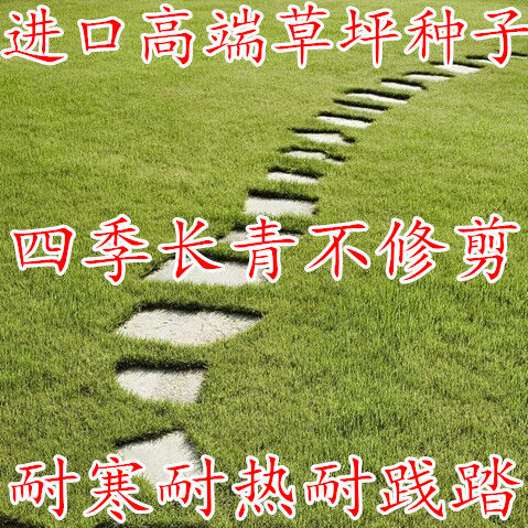 地毯草种子高尔夫球场庭院别墅草坪草籽不修剪四季常青剪股颖草子