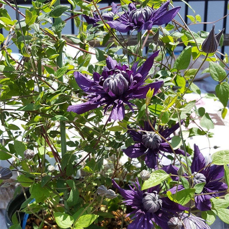 【花芬坊】九重铁线莲盆栽爬藤植物小中大苗重瓣大花藤本花卉