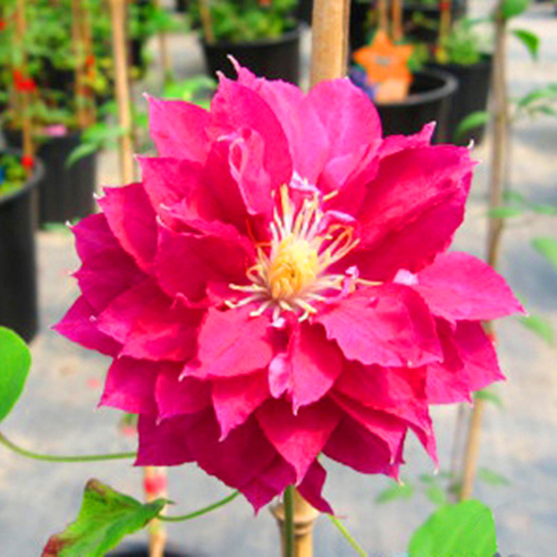 【花芬坊】红明星铁线莲盆栽爬藤植物小中大苗重瓣大花藤本花卉