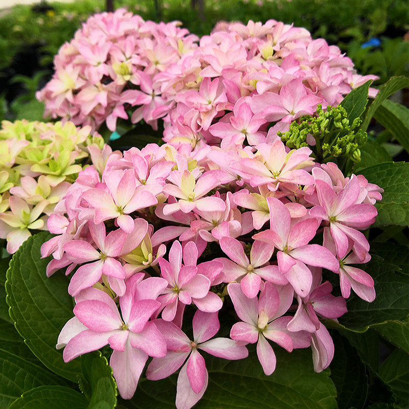 花芬坊你我灵感绣球花苗盆栽八仙花阳台庭院耐寒植物四季开花卉