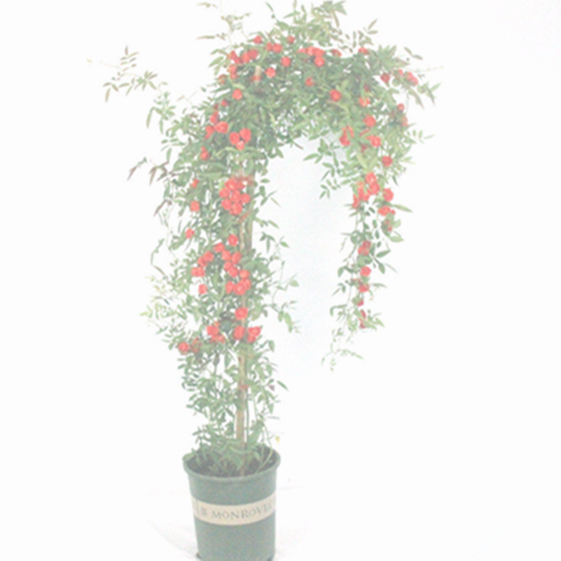 1米5大苗蔷薇花苗藤本月季特大花浓香爬藤植物四季开花卉木香玫瑰