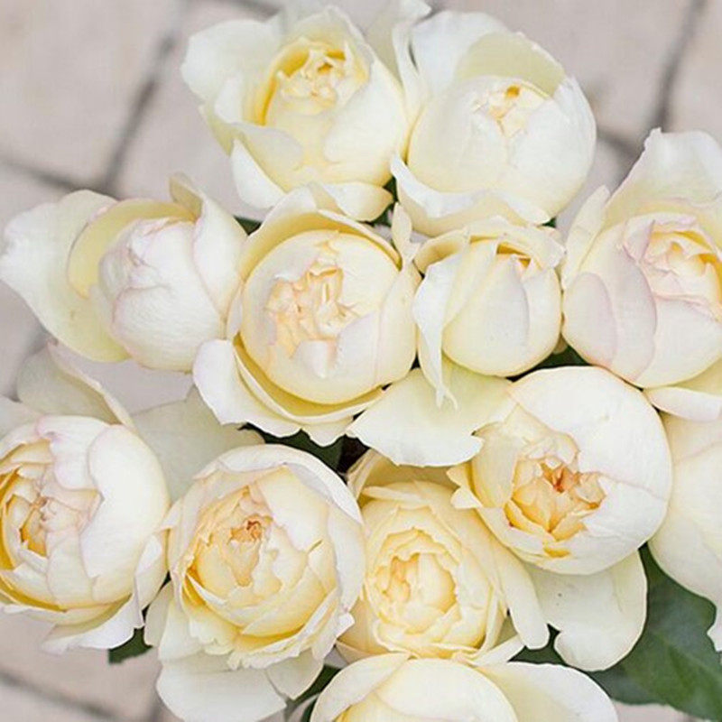 花芬坊奶油伊芙精品大苗月季花苗盆栽庭院玫瑰大花四季开月季花卉