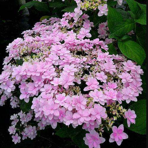 花芬佳澄绣球庭院四季开八仙花
