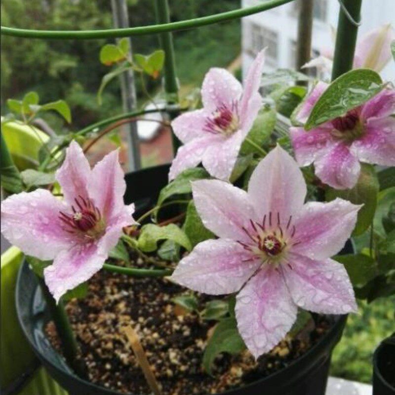 哦啦啦3类铁线莲盆栽爬藤植物小中大苗重瓣大花藤本花卉