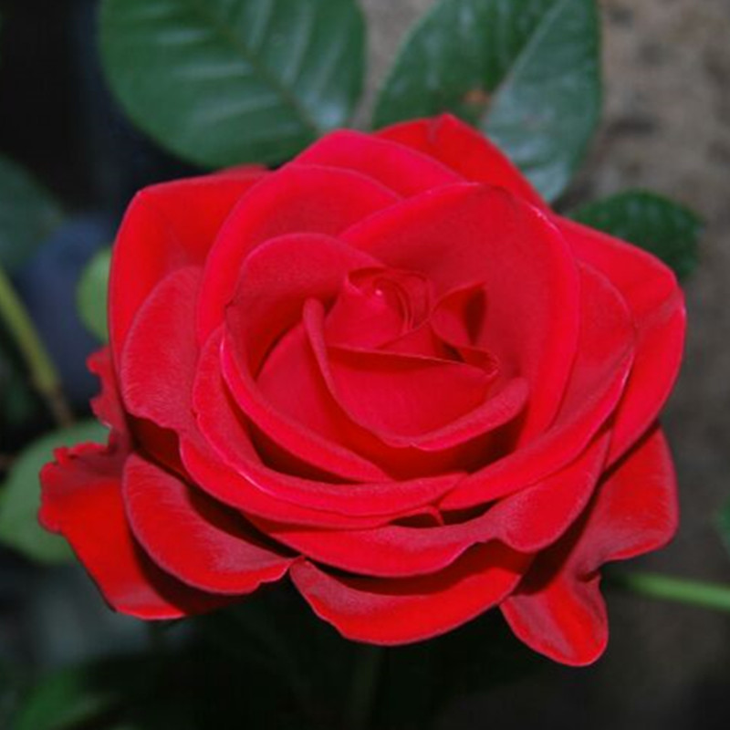 花芬坊红色优雅精品大苗月季花苗盆栽庭院老桩大花四季开月季花卉