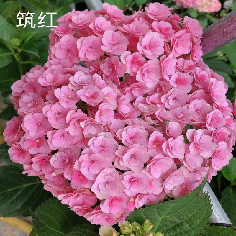 花芬坊筑紫红宝石绣球花苗盆栽八仙花阳台庭院耐寒植物四季开花卉