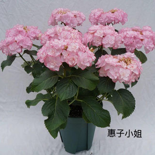 花芬坊惠子小姐绣球花苗盆栽八仙花阳台庭院耐寒植物四季开花卉