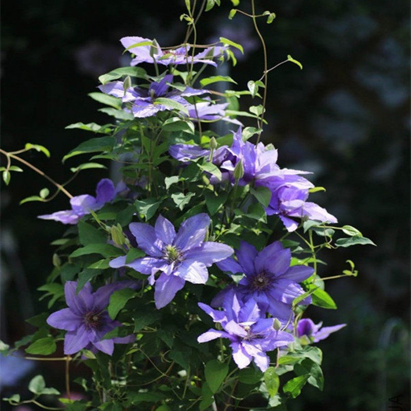 【花芬坊】巴黎风情铁线莲盆栽爬藤植物小中大苗重瓣大花藤本花卉