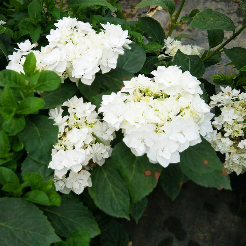 花芬坊可可小姐绣球花苗盆栽八仙花阳台庭院耐寒植物四季开花卉