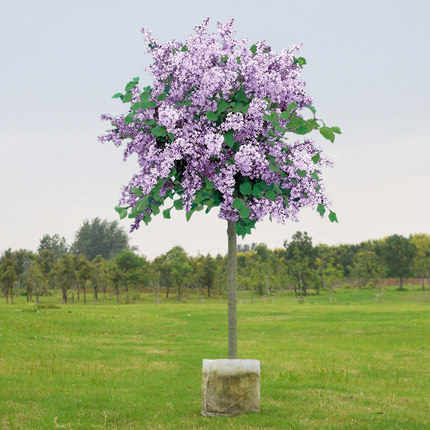 耐寒丁香花树苗盆栽浓型四