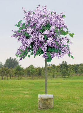 耐寒丁香花树苗盆栽浓型四