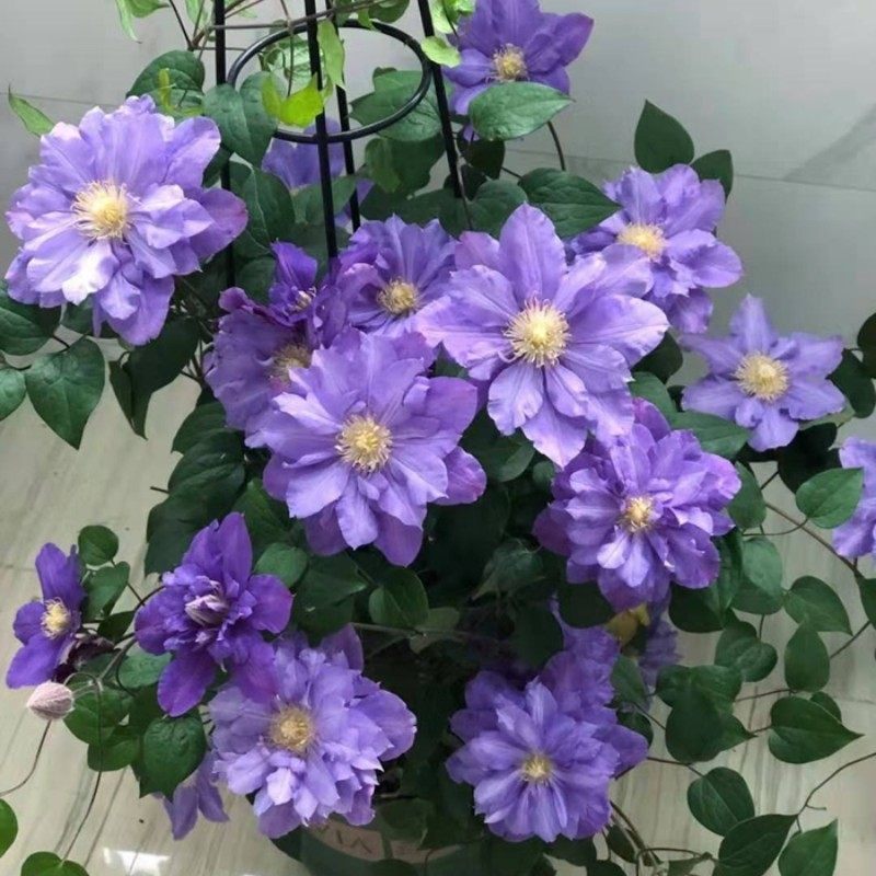 薇安早花耐热铁线莲盆栽爬藤植物小中大苗耐热大花藤本花卉