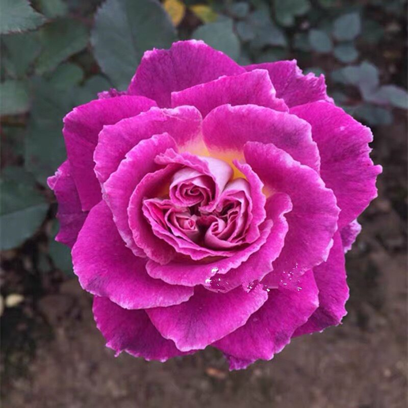 花芬坊凯瑟琳灌木月季花精品大苗阳台四季开庭院阳台玫瑰花卉老桩