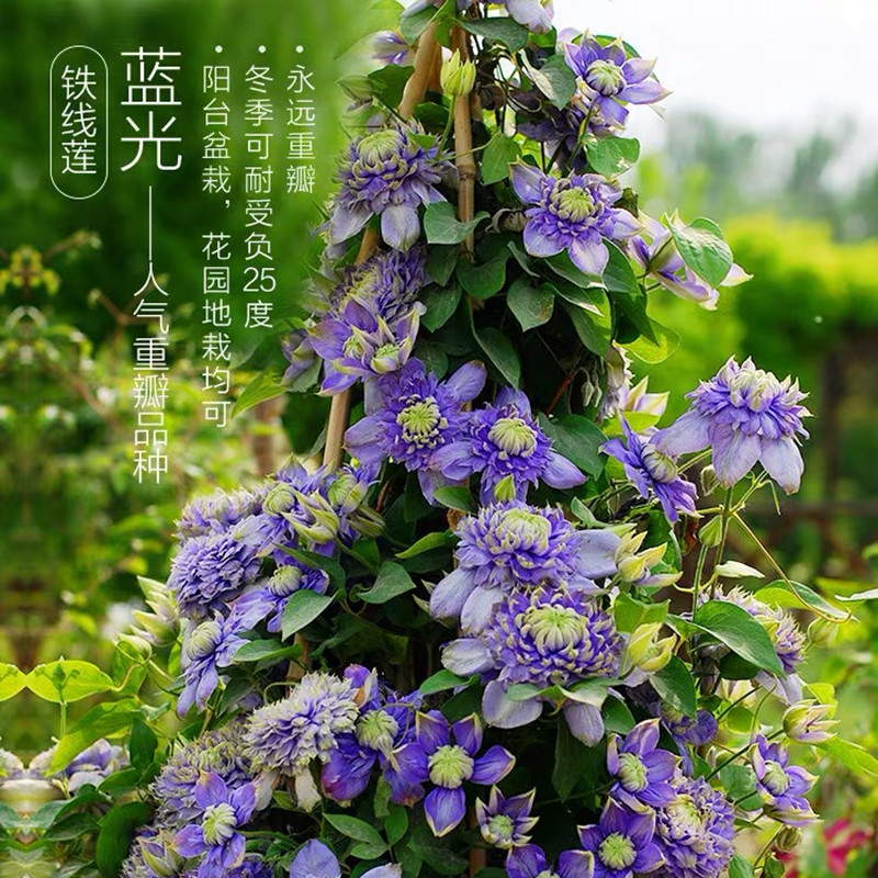 【花芬坊】蓝光大花铁线莲盆栽爬藤植物小中大苗重瓣大花藤本花卉