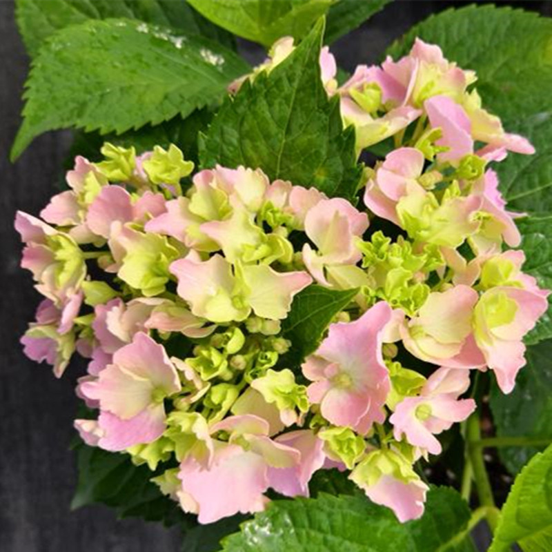 花芬坊青金石绣球花苗盆栽八仙花阳台庭院耐寒植物四季开花卉