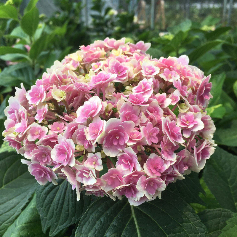 花芬坊梦心地绣球花苗盆栽八仙花阳台庭院耐寒植物四季开花卉