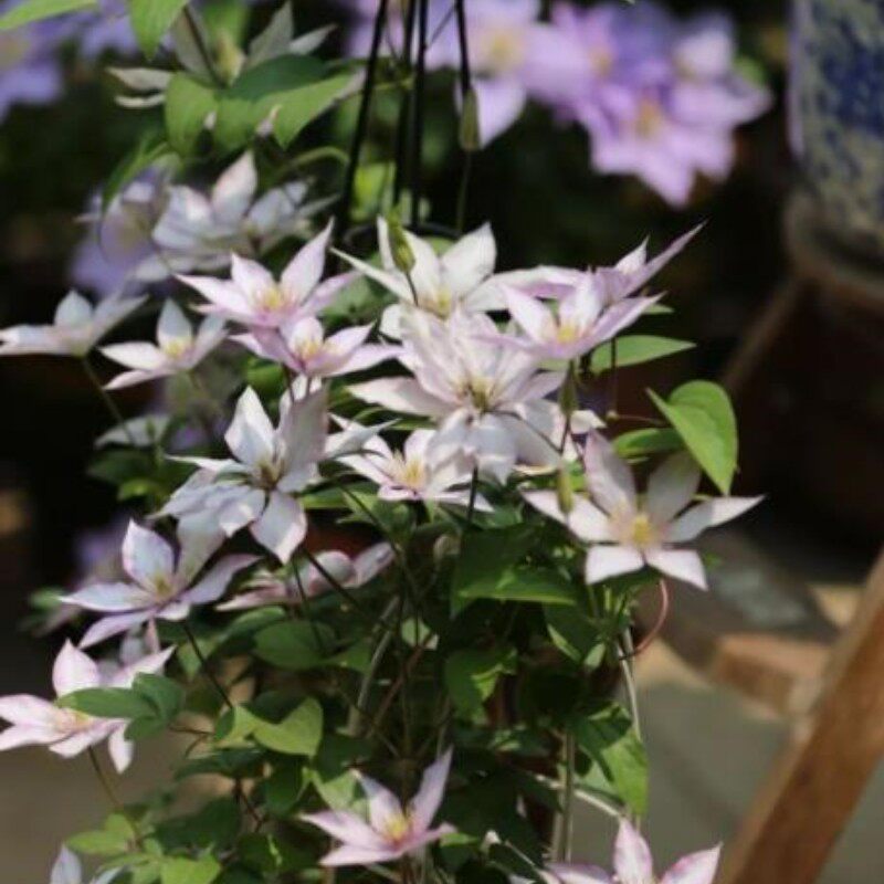 撒玛利亚乔3类耐热铁线莲盆栽爬藤植物小中大苗耐热大花藤本花卉