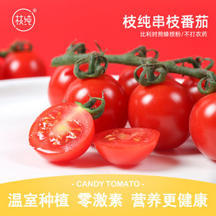 枝纯樱桃水果小番茄198g 包邮 6盒新鲜蔬菜非普罗旺斯西红柿圣女果