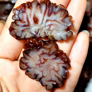 猴脑菇核桃菌玛瑙菌干货食材500g海参菇黑松菌玛咖菌食用农产品