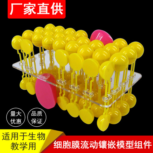 33304细胞膜流动镶嵌模型组件