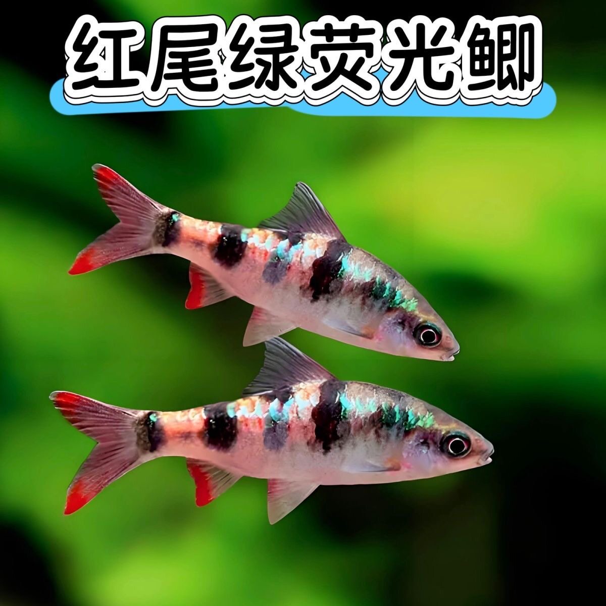 红尾绿荧光鲫鱼原生冷水鱼热带鱼淡水观赏鱼大帆熊猫鲫黑宝石活体