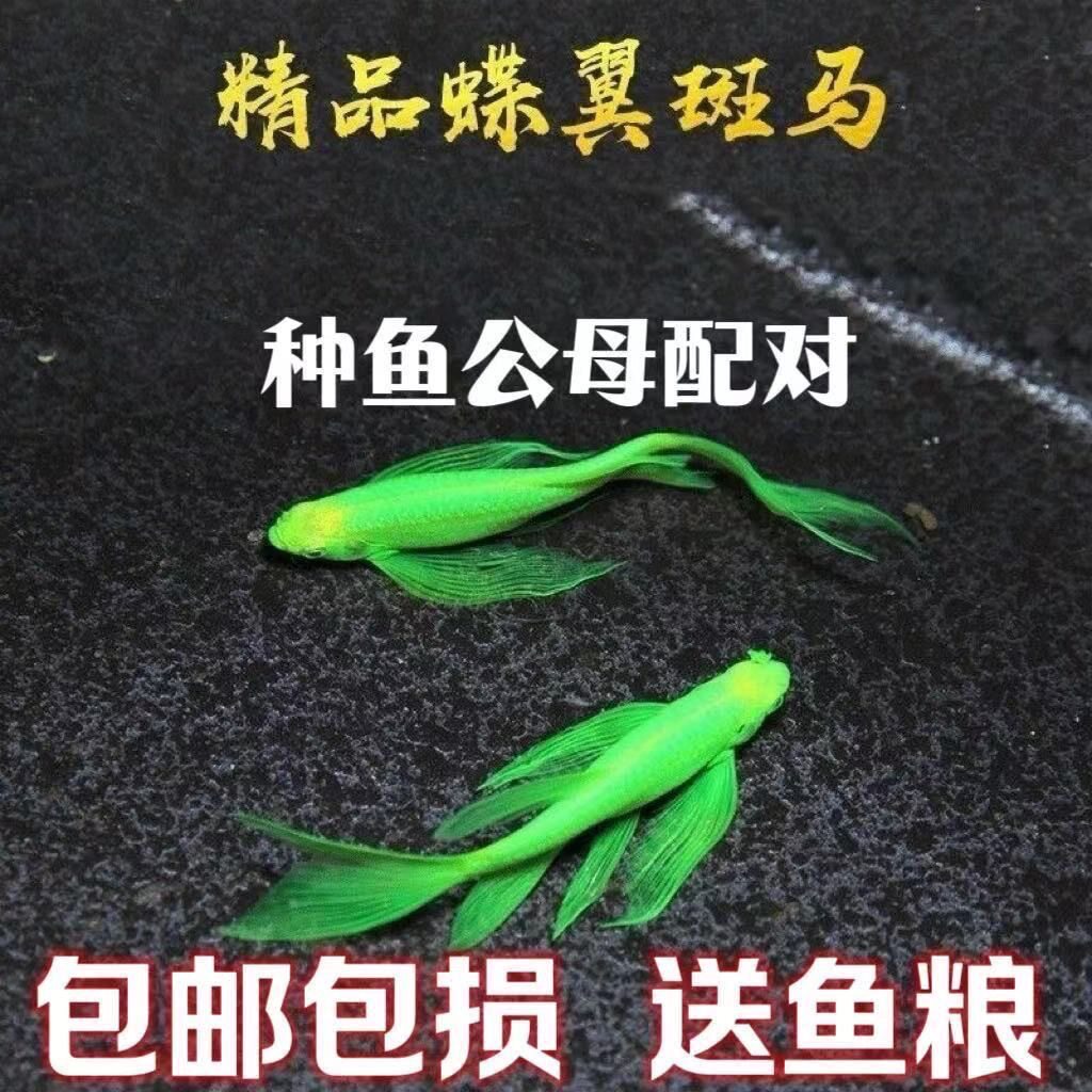 蝶翼斑马鱼长尾热带鱼翡翠龙凤荧光观赏鱼公母配对小型淡水鱼苗