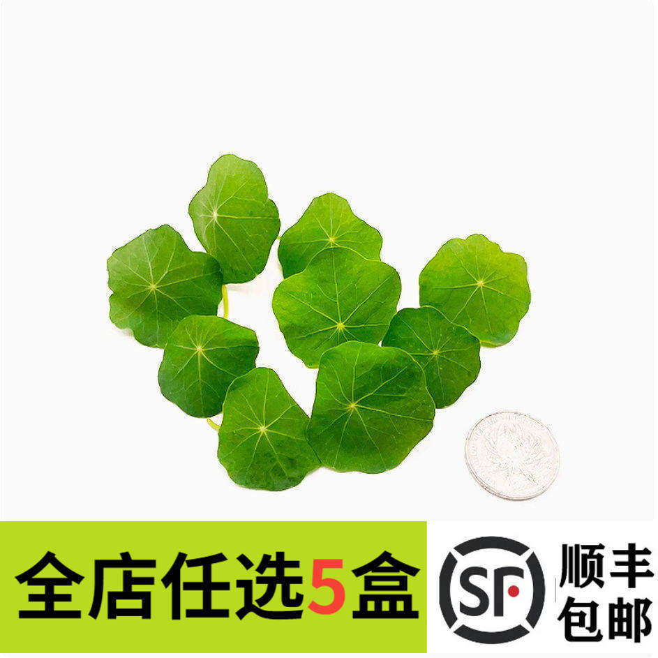 新鲜旱金莲非铜钱草40片