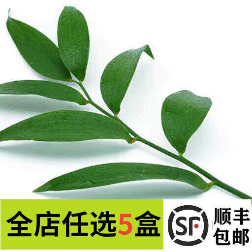 新鲜熊猫竹 竹柏 10支/盒 西餐摆盘菜装饰餐饮摆盘鲜花草