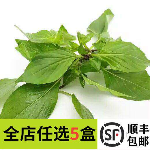 新鲜 九层塔 金不换250g 西餐厅东南亚料理酒店台湾三杯鸡香料