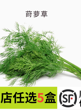 新鲜莳萝草100g dill 刁草 洋茴香 土茴香摆盘装饰西餐调料