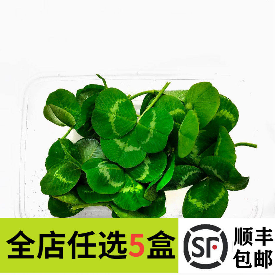 新鲜彩色三叶草40片 酢浆草 熔岩酢浆草三叶草 日料西餐装饰摆盘