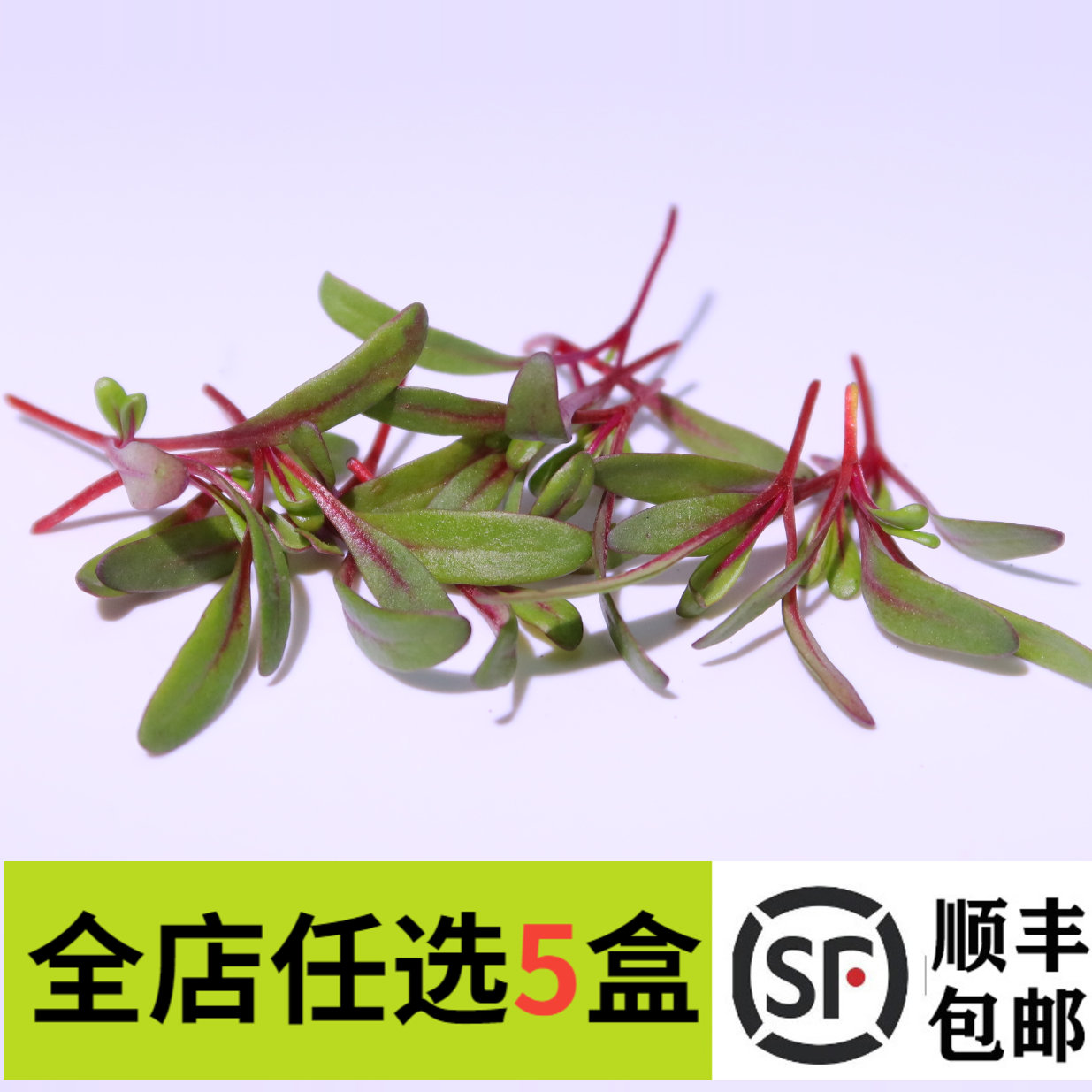 新鲜蔬菜甜菜苗15g食用