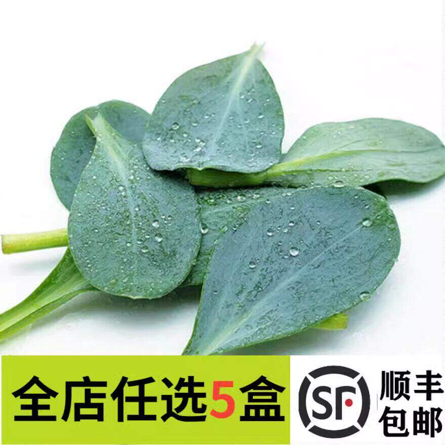 【妙而鲜优选】新鲜生蚝叶10片/盒 牡蛎叶可食用日料西餐摆盘装饰