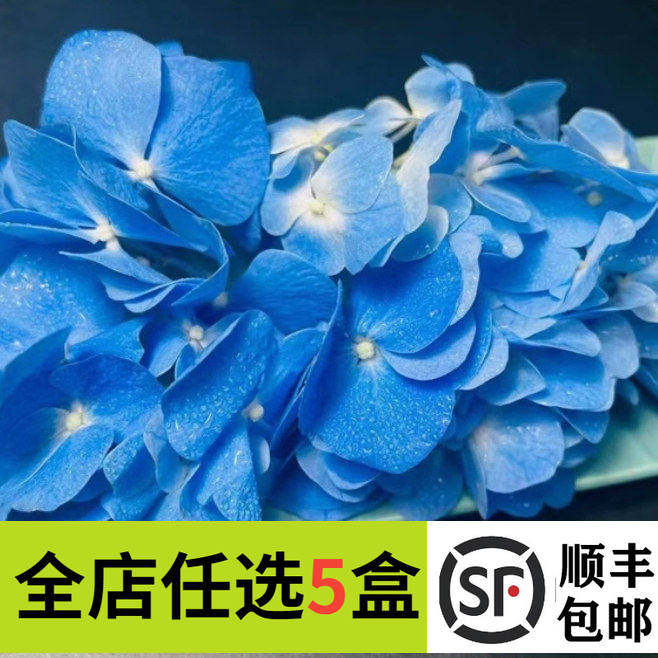 新鲜蓝色绣球花50朵 西餐料理 酒店冷盘摆盘装饰花草