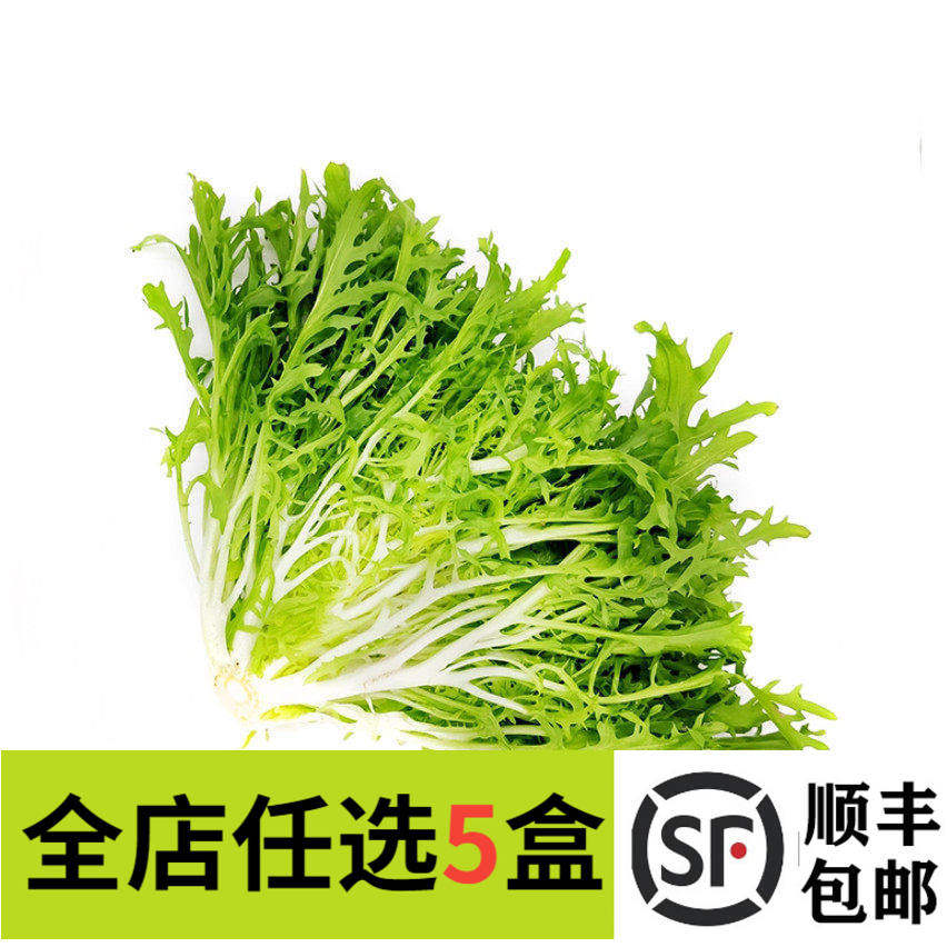 新鲜苦菊500g现摘嫩叶狗牙生菜