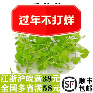 新鲜芹菜苗15g 香芹苗 三叶香 可食用芽苗菜酒店西餐摆盘装饰