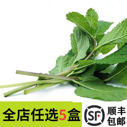 妙而鲜优选薄荷叶250g莫吉托调酒
