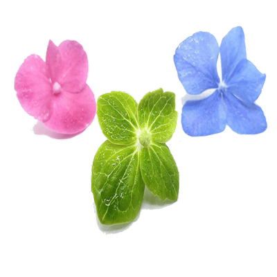 新鲜三色绣球花50朵 蓝粉青绣球酒店饭店西餐冷艺摆盘装饰花草