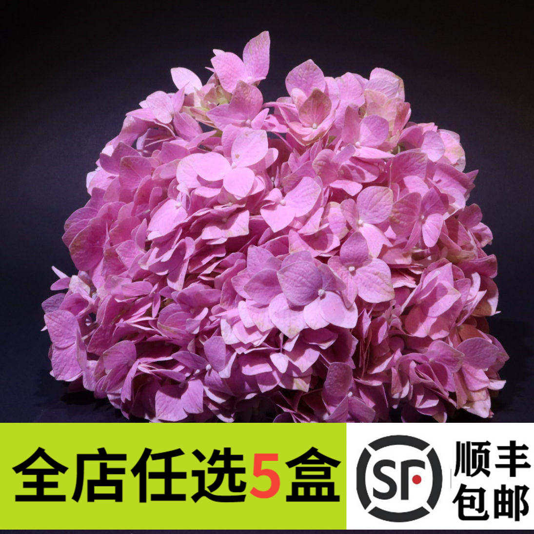 新鲜粉绣球花50朵 西餐料理 酒店冷盘摆盘装饰花草