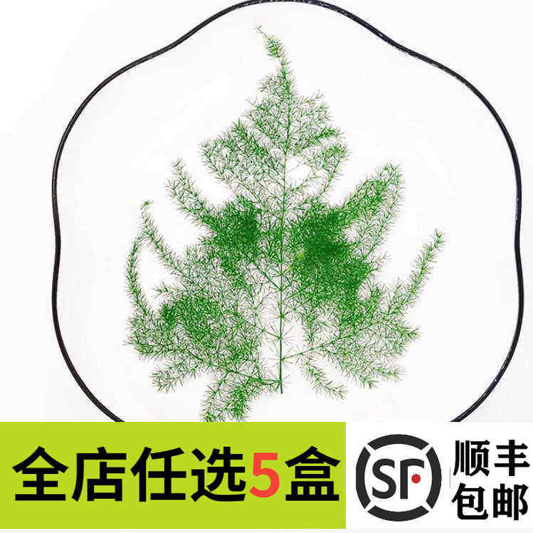 新鲜文竹 云片竹叶 云竹 酒店冷菜摆盘装饰点缀新鲜叶子