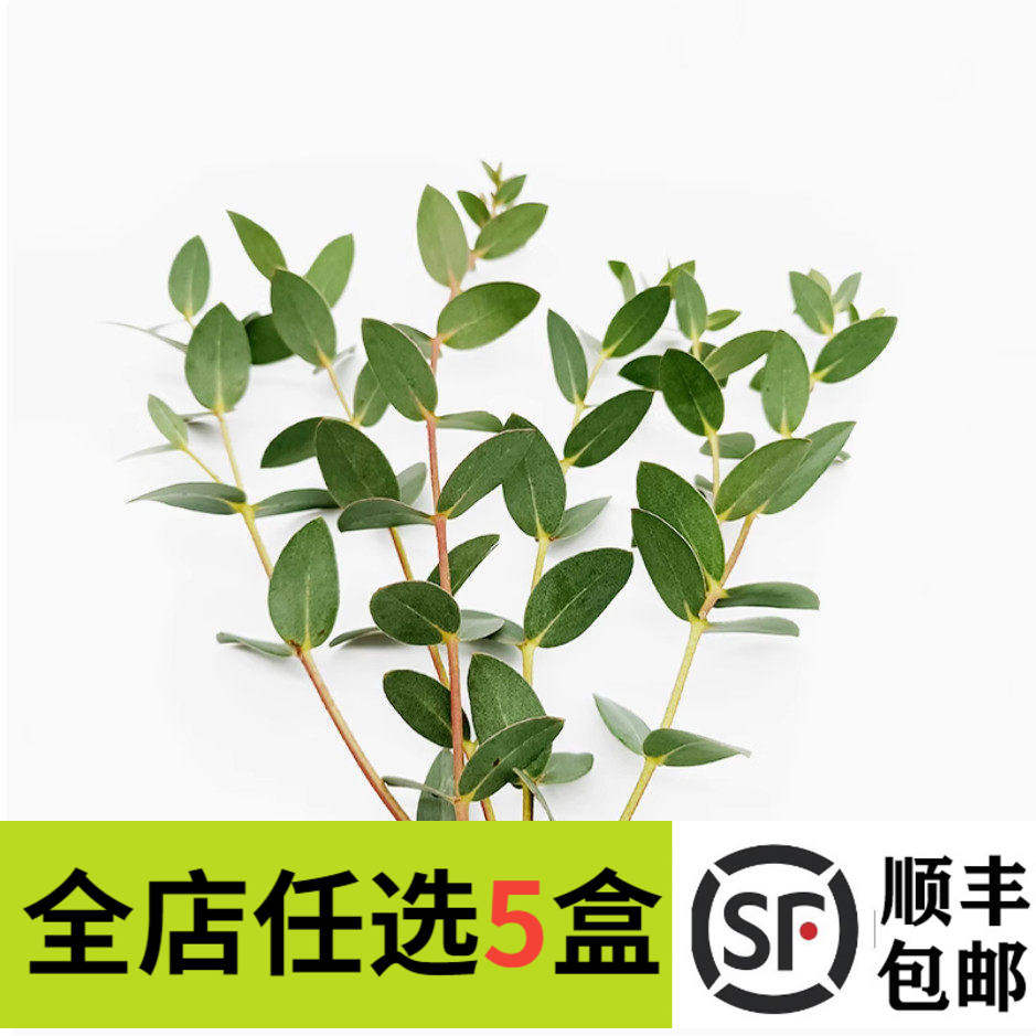 新鲜小叶尤加利20支 桉树叶 酒店西餐花草摆盘蛋糕烘焙冷艺装饰