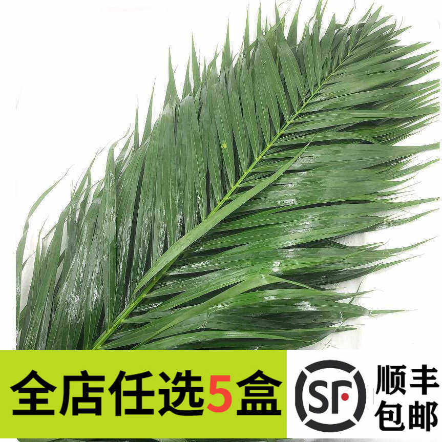 新鲜散尾叶 散尾葵 凤尾叶10支/把 西餐摆盘菜装饰餐饮摆盘鲜花草