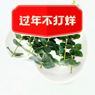 新鲜大叶尤加利15支 桉树叶 酒店西餐花草摆盘蛋糕烘焙冷艺装饰