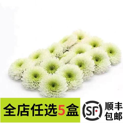 新鲜白纽扣彩菊纽扣菊琉
