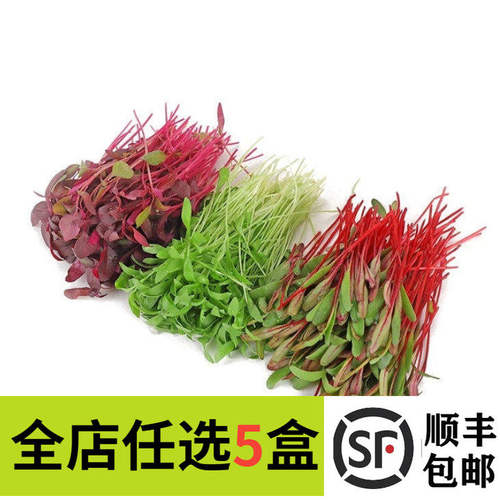 新鲜混合芽苗菜可食用沙拉