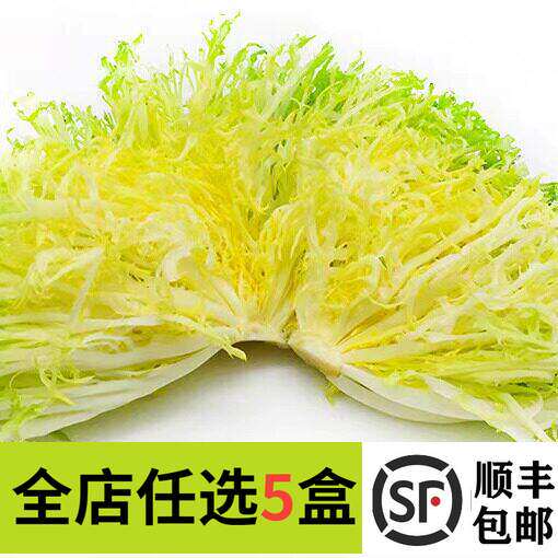 新鲜黄心苦菊苦叶生菜沙拉蔬菜