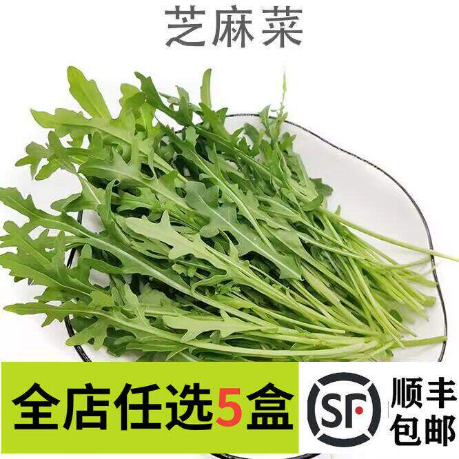 新鲜芝麻菜火箭菜250g 臭菜 新鲜蔬菜 沙拉菜色拉苦菜